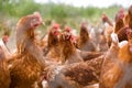 Portrait of chicken in a typical free range poultry organic farm Royalty Free Stock Photo