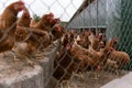 Portrait of chicken in a typical free range poultry organic farm Royalty Free Stock Photo