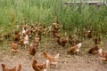 Portrait of chicken in a typical free range poultry organic farm Royalty Free Stock Photo