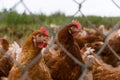 Portrait of chicken in a typical free range poultry organic farm Royalty Free Stock Photo