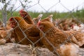 Portrait of chicken in a typical free range poultry organic farm Royalty Free Stock Photo