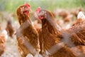 Portrait of chicken in a typical free range poultry organic farm Royalty Free Stock Photo