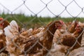 Portrait of chicken in a typical free range poultry organic farm Royalty Free Stock Photo