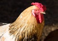 Portrait of a chicken with yellow neck