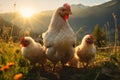 Portrait of chickens on a green grass meadow in mountains, bright sunny day, sunset, on a ranch in the village, rural Royalty Free Stock Photo