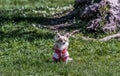 Portrait of Chihua Hua in the garden