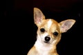 Portrait of Chihuahu, cute little dog on black background. Banner with copy space