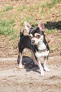 Portrait of a chihuahua adult dog