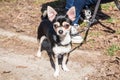 Portrait of a chihuahua adult dog