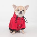 Cute chihuahua cobby in red clothes on white background