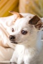 portrait of a chihuahua dog, the dog looks to the side, cute puppy
