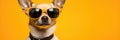 Portrait Chihuahua Dog With Sunglasses Orange Background Sunglasses, Chihuahua, Portrait, Orange, Do