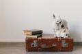 Portrait of chihuahua male puppy yawning with mouth wide open. Little white lovely dog lying on retro suitcase with emotional sad