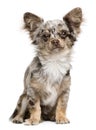 Portrait of Chihuahua puppy, 8 months old, sitting