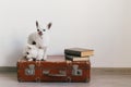 Portrait of chihuahua puppy licking himself with funny muzzle. Emotional comical faces. Pets want to eat. Left vintage books on