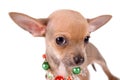 Portrait chihuahua puppy on white background