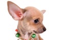 Portrait chihuahua puppy on white background Royalty Free Stock Photo