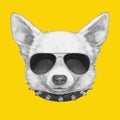 Portrait of Chihuahua with sunglasses and collar.