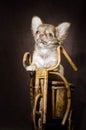 Portrait of a little chihuahua puppy standing on its hind legs in a wooden toy bicycle on a brown dark background Royalty Free Stock Photo