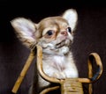 Portrait of a chihuhahua puppy in a wooden toy bicycle on a brown dark background Royalty Free Stock Photo