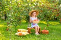 Portrait of child in apple orchard. Little girl in hat, blue striped dress, sits on bench holding wicker basket with apples Royalty Free Stock Photo