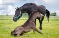 Child foal rising up from the ground near mother horse Royalty Free Stock Photo