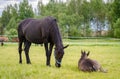 Child foal sleeping while mother horse eating grass in the pasture in the summer landscape Royalty Free Stock Photo