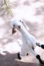 Portrait of child goat is eating grass Royalty Free Stock Photo