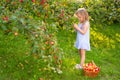 Portrait of children in an apple orchard. Little girl in blue striped dress, harvests apples from tree in wicker basket