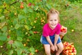 Portrait of children in apple orchard. Little girl in pink Tshirt and denim skirt, sits on stool next to basket with harvest, agai Royalty Free Stock Photo