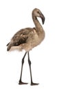 Portrait of Chilean Flamingo