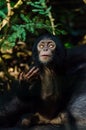 Portrait of chimp baby begging for food Royalty Free Stock Photo