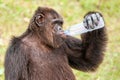 Portrait Chimpanzee drinking water in plastic bottle on a hot da Royalty Free Stock Photo