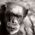 Portrait of Chimpanzee with Receding Hair Line