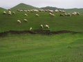 Portrait of China Hebei Bashang grassy field