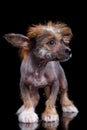 Portrait of Chinese crested dog on a black background.