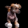 Portrait of Chinese crested dog on a black background Royalty Free Stock Photo