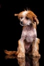 Portrait of Chinese crested dog on a black background.