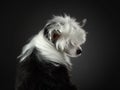 Portrait of a Chinese crested dog on a dark background. nice Pet in the studio.