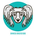 Portrait of Chinese Crested Dog. Vector illustration in style of