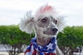 Chinese Crested Hairless dog with scarf Royalty Free Stock Photo