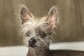 Portrait of a Chinese hairless dog