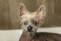 Portrait of a Chinese hairless dog