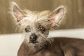 Portrait of a Chinese hairless dog