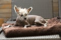 Portrait of a Chinese hairless dog