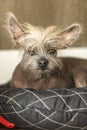Portrait of a Chinese hairless dog