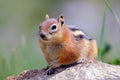 Portrait of chipmunk Royalty Free Stock Photo