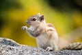 Portrait of a Chipmunk posing on a rock in the forest with blurry background. Royalty Free Stock Photo
