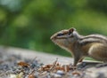 Portrait of a chipmunk in profile in the taiga forest Royalty Free Stock Photo