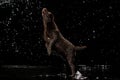 Portrait of chocolate color big Labrador dog in water splashes and drops jumping isolated over dark background. Beauty Royalty Free Stock Photo